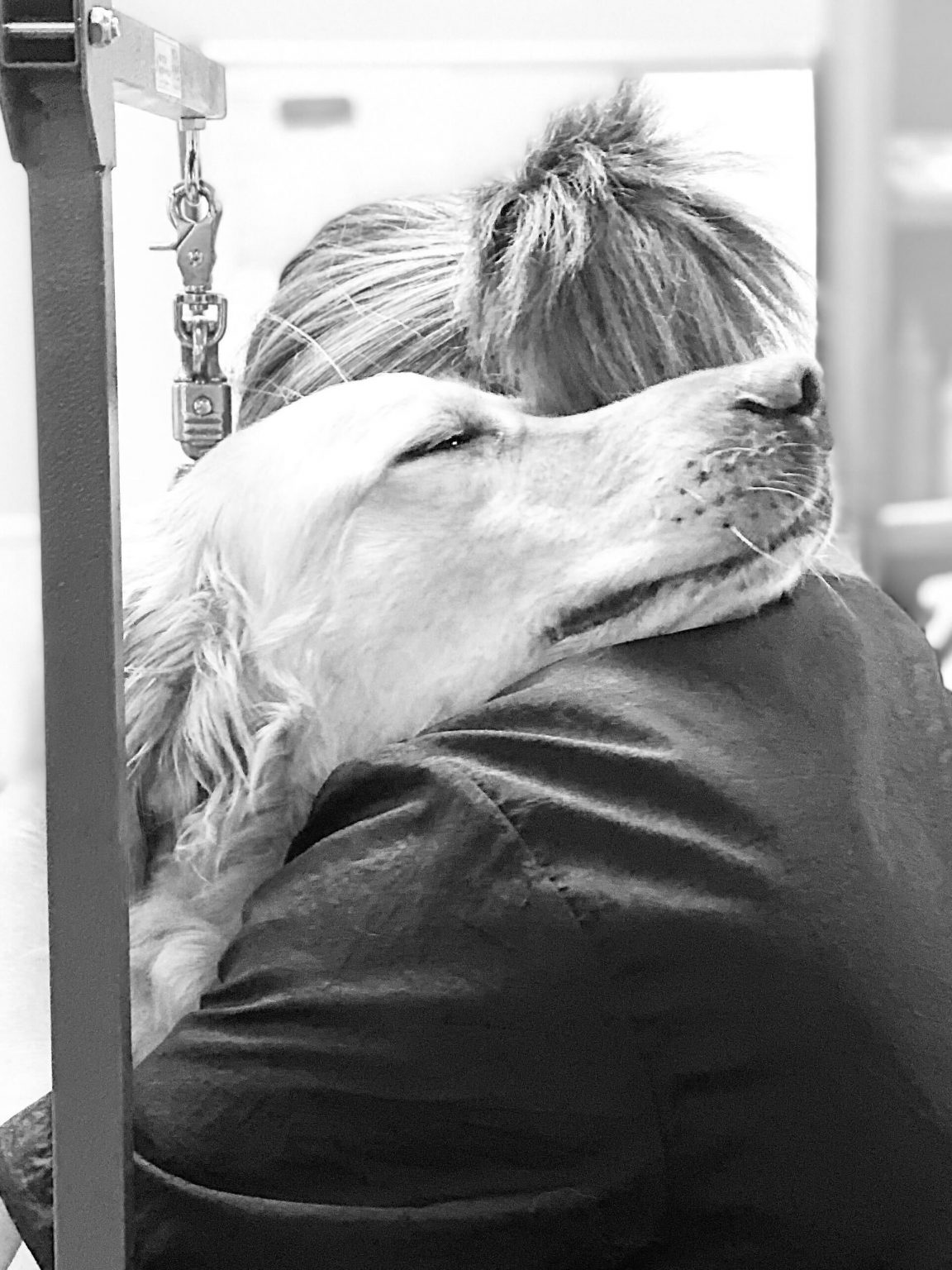 Grooming Pet Spas Pamper and Play